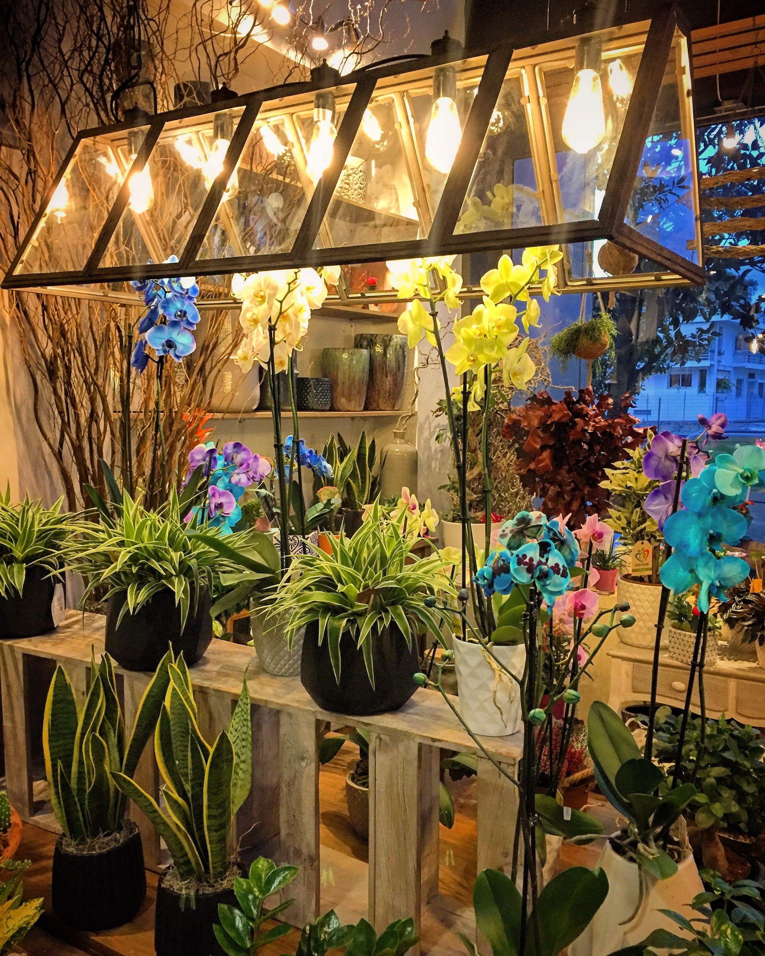indoor plants - Fleurs flowershop trikala
