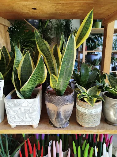 indoor plants - anthourio karditsa