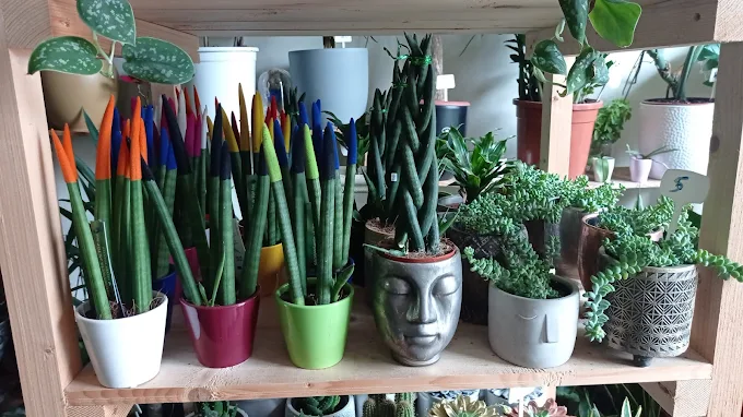 small plants  - anthourio karditsa