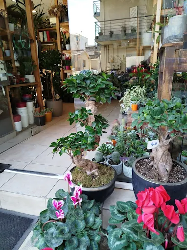 big bonsay  - anthourio karditsa