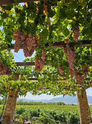 vineyard  - filia gi karditsa