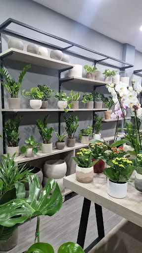 indoors plants - terra veil flower shop serres 