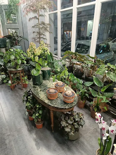 indoor plants  - natural floral workshop