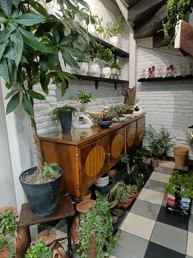 indoor plants  - natural floral workshop