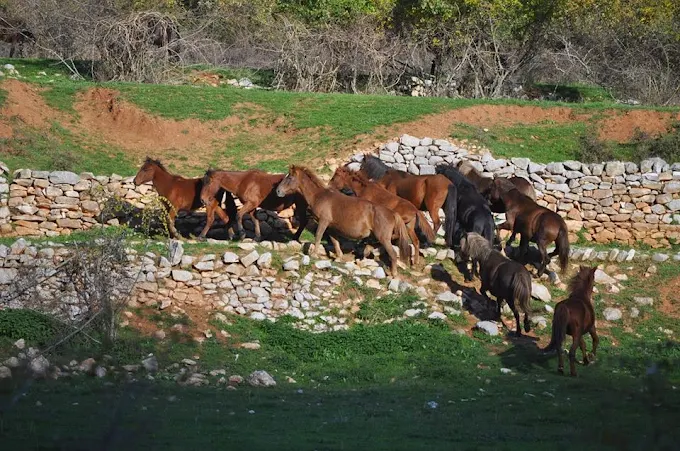 horses  - nestos river riverland outdoor activities xanthi 