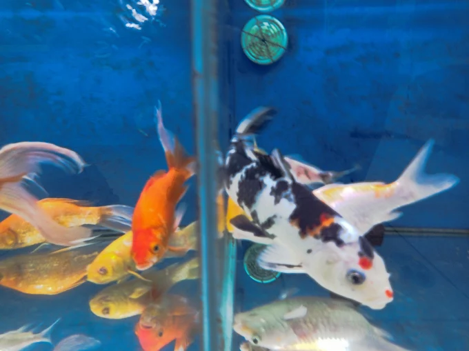 fish in fish tank - pet market goulionis larisa