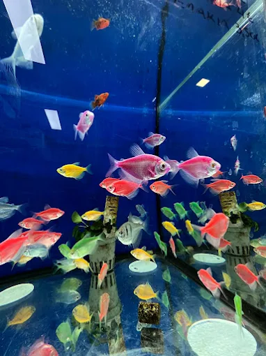 fish in fish tank  - pet market goulionis larisa