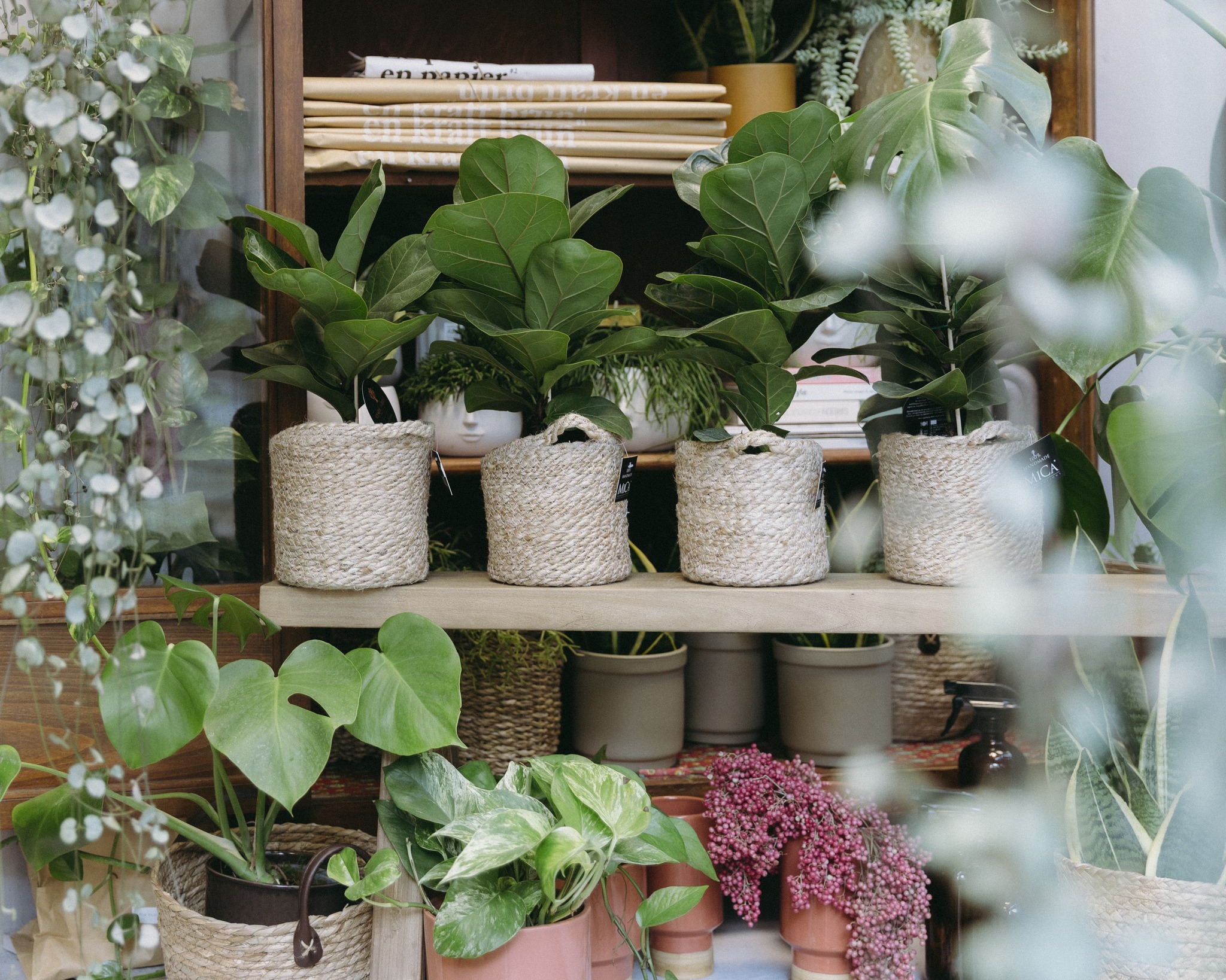 indoor plants  - lela flowershop larisa