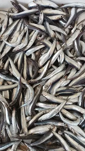 fresh fish - fish store poseidonas larisa