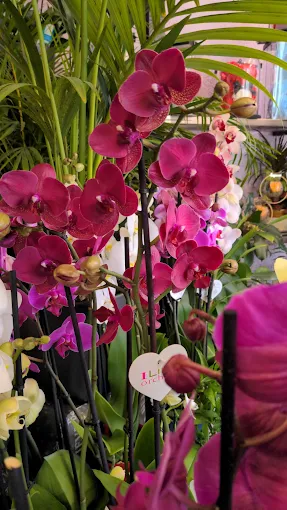 plants - anemoni flower shop volos 