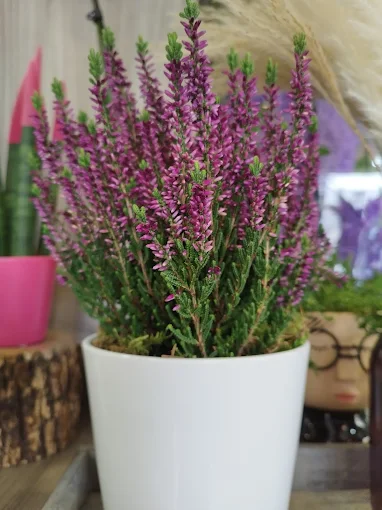 levante - anthokipos flower shop volos 