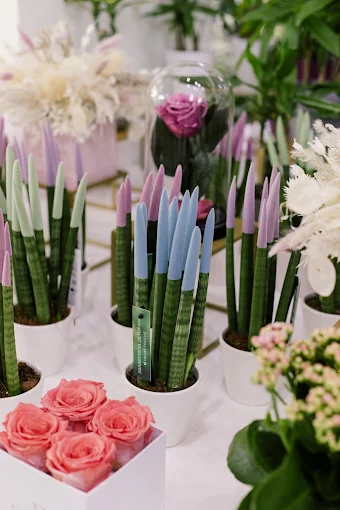 plants - kipos tou kalou