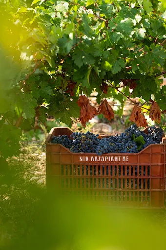 grapes  - nico lazaridi winery 