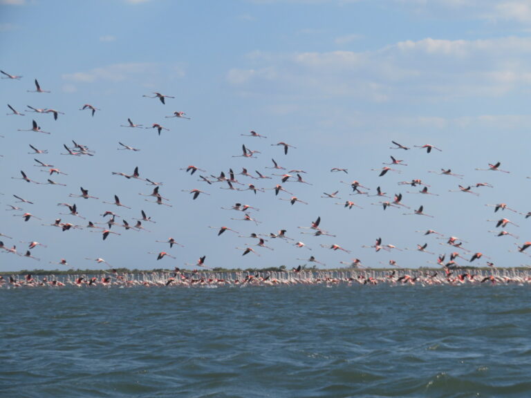 bird watching  - Delta Evros Exlporer alexandroupoli