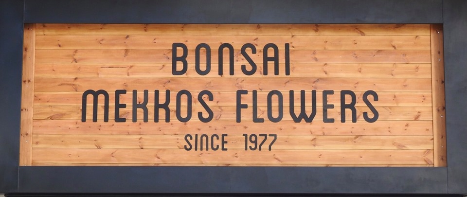 Bonsai Mekkos flowers