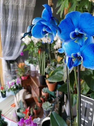 flowers  - bonsai mekkos flowers flower shop komotini