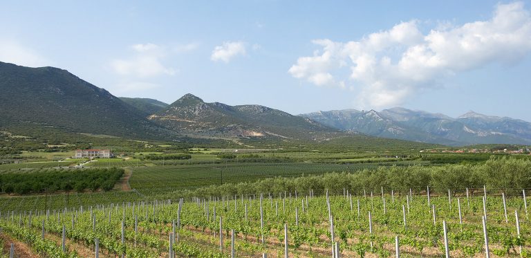 vines - biblia chora ktima kavala